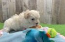 Maltipoo Pup Being Cute