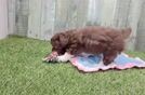 Funny Mini Aussiedoodle Poodle Mix Pup