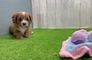 Friendly Cavapoo Baby