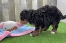 Meet Jayla - our Mini Bernedoodle Puppy Video