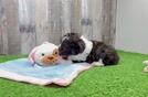 Mini Aussiedoodle Pup Being Cute