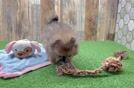 Pomeranian Puppy for Adoption