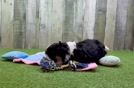 Aussiechon Puppy for Adoption
