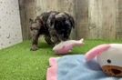 Meet Perry - our Mini Goldendoodle Puppy Video