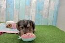 Yorkie Poo Puppy for Adoption