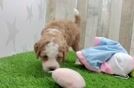Best Mini Irish Doodle Baby