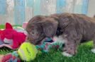 Best Yorkie Poo Baby