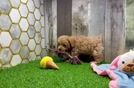 Meet Zeke - our Maltipoo Puppy Video