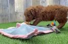 Mini Goldendoodle Puppy for Adoption