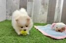 Hypoallergenic Pomeranian Purebred Pup