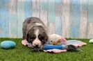 Adorable Mini Bernese Poodle Poodle Mix Puppy