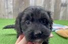 Fluffy Cavapoo Poodle Mix Pup