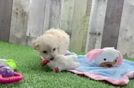 Maltipoo Pup Being Cute
