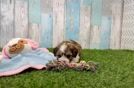 Cavachon Puppy for Adoption