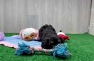 Yorkie Poo Puppy for Adoption