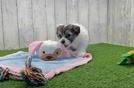 Sweet Teddy Bear Baby