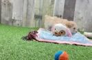 Best Maltipoo Baby