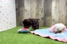 Meet Celine - our Cavapoo Puppy Video