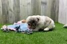 Petite Shih Poo Poodle Mix Pup