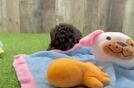 Best Poodle Baby