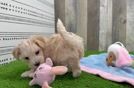 Maltipoo Pup Being Cute