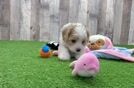 Cavachon Puppy for Adoption