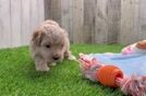 Maltipoo Puppy for Adoption