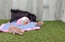 Adorable Aussiepoo Poodle Mix Puppy