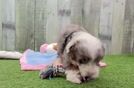 Mini Aussiedoodle Puppy for Adoption