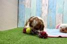 Shih Poo Pup Being Cute