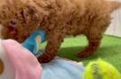 Best Mini Goldendoodle Baby