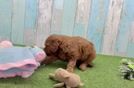 Mini Goldendoodle Puppy for Adoption