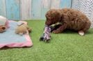 Hypoallergenic Cavadoodle Poodle Mix Puppy