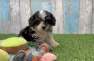 Hypoallergenic Cavadoodle Poodle Mix Puppy