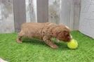 Smart Cavapoo Poodle Mix Pup