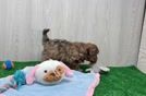 Shih Poo Puppy for Adoption