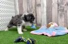 Hypoallergenic Aussiepoo Poodle Mix Puppy