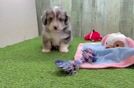 Meet Andre - our Aussiechon Puppy Video