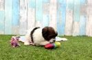 Havapoo Puppy for Adoption