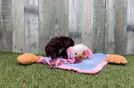 Cute Mini Aussiedoodle Baby