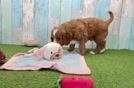 Friendly Cavapoo Baby