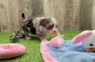Havapoo Puppy for Adoption