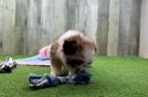 Cute Ausstzu Designer Puppy