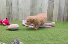 Popular Poochon Poodle Mix Pup