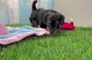 Meet Ted - our Yorkie Poo Puppy Video