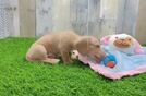 Dachshund Puppy for Adoption