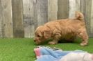 Meet Fonzie - our Mini Goldendoodle Puppy Video