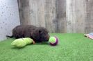 Mini Goldendoodle Pup Being Cute