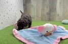Cavapoo Pup Being Cute
