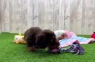 Cute Doxie Purebred Puppy